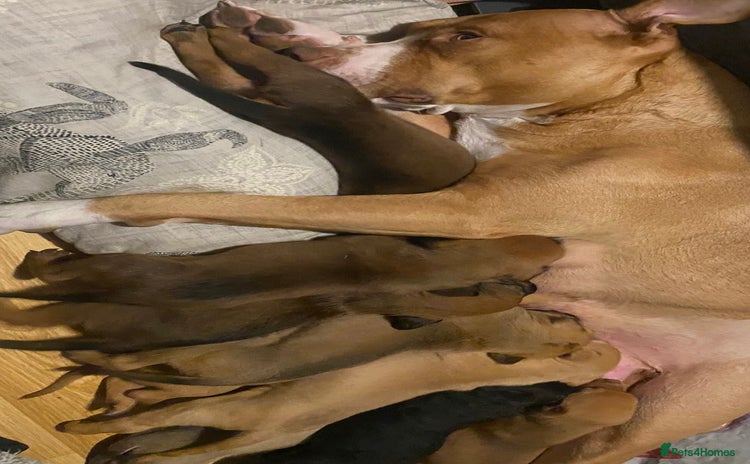 Mixed Breed dogs - Advert 5