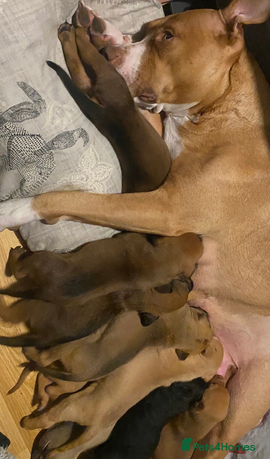 Mixed Breed dogs for sale: mastiffxrottweiler available now last 3 girls left - Advert 4