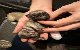 Pug dogs for sale: Pug Puppies for sale  - Image 8