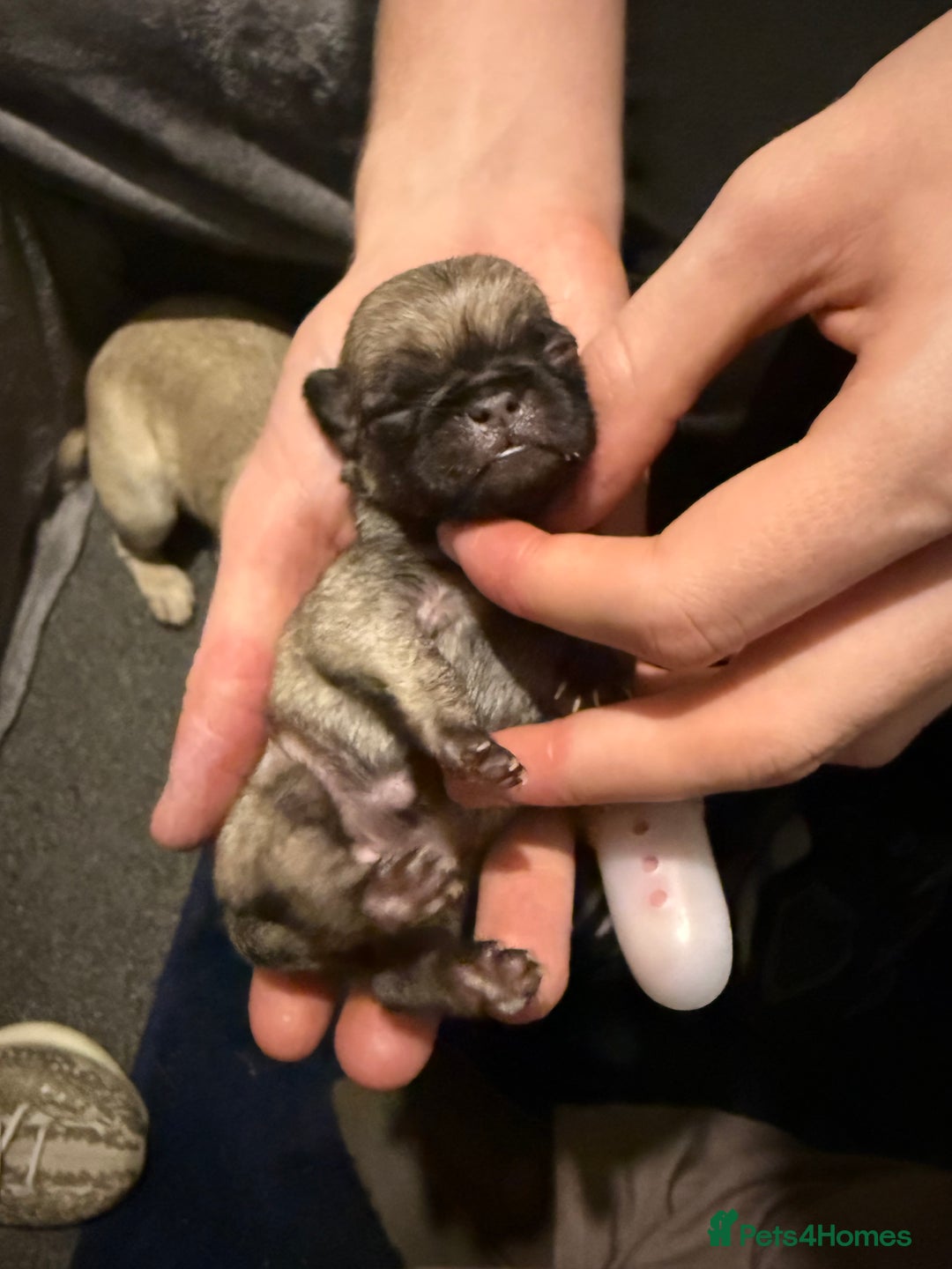 Pug dogs for sale: Pug Puppies for sale  - Image 8