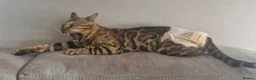 Bengal cats for sale: TICA Brown carrier snow male bengal - Advert 8