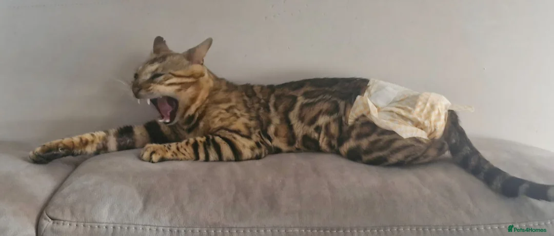 Bengal cats for sale: TICA Brown carrier snow male bengal - Advert 8