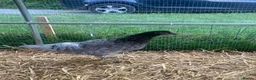 Chickens poultry for sale: Hybrid Hens - Point of Lay  - Advert 14