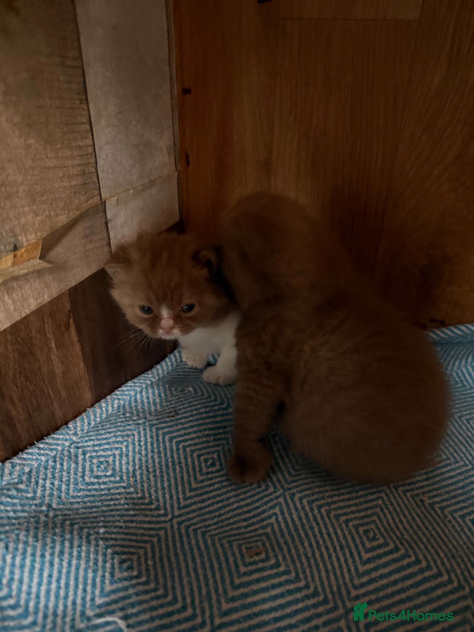 British Shorthair cats Non Active register  - Advert 5