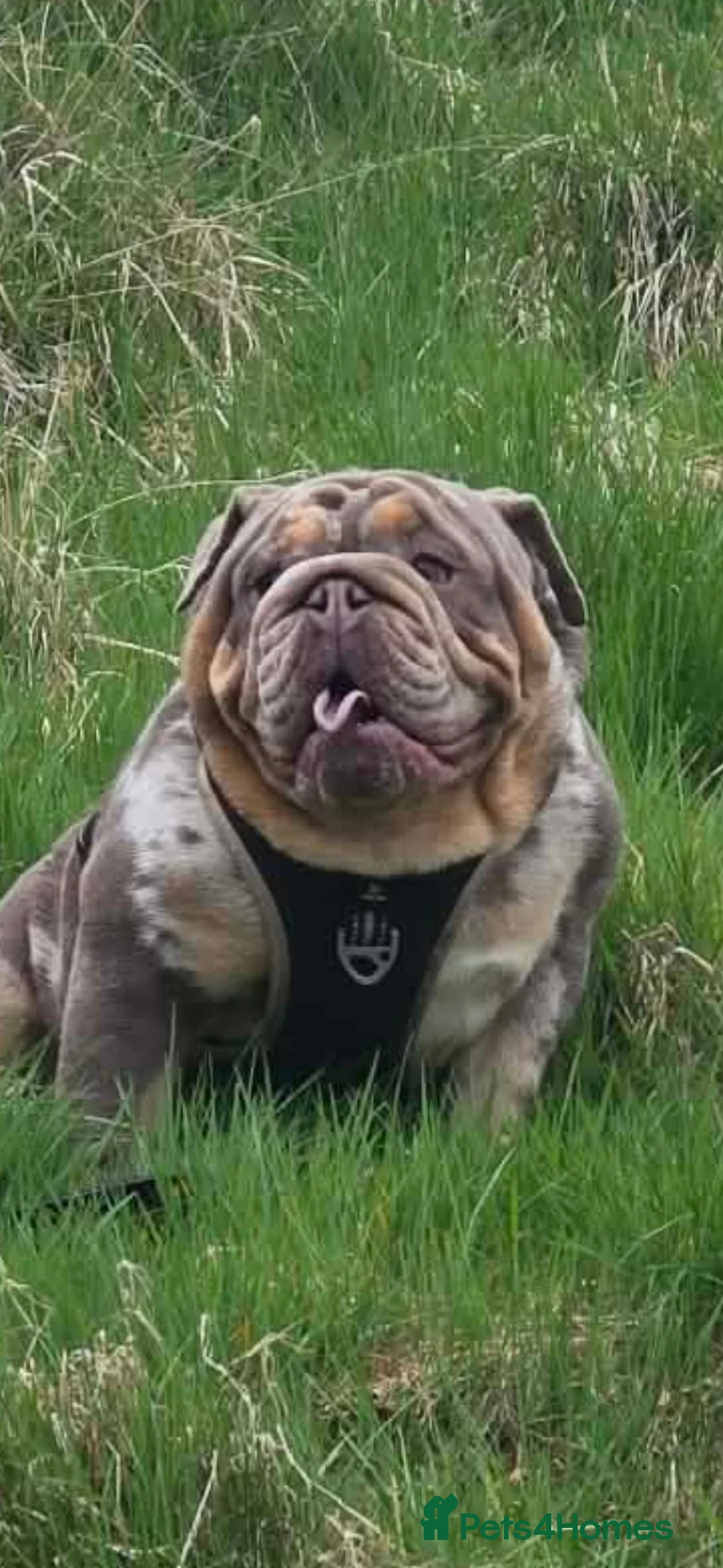 English Bulldog dogs for stud: British bulldog for stud - Advert 2