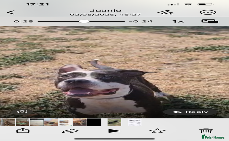 Mixed Breed dogs - Advert 6