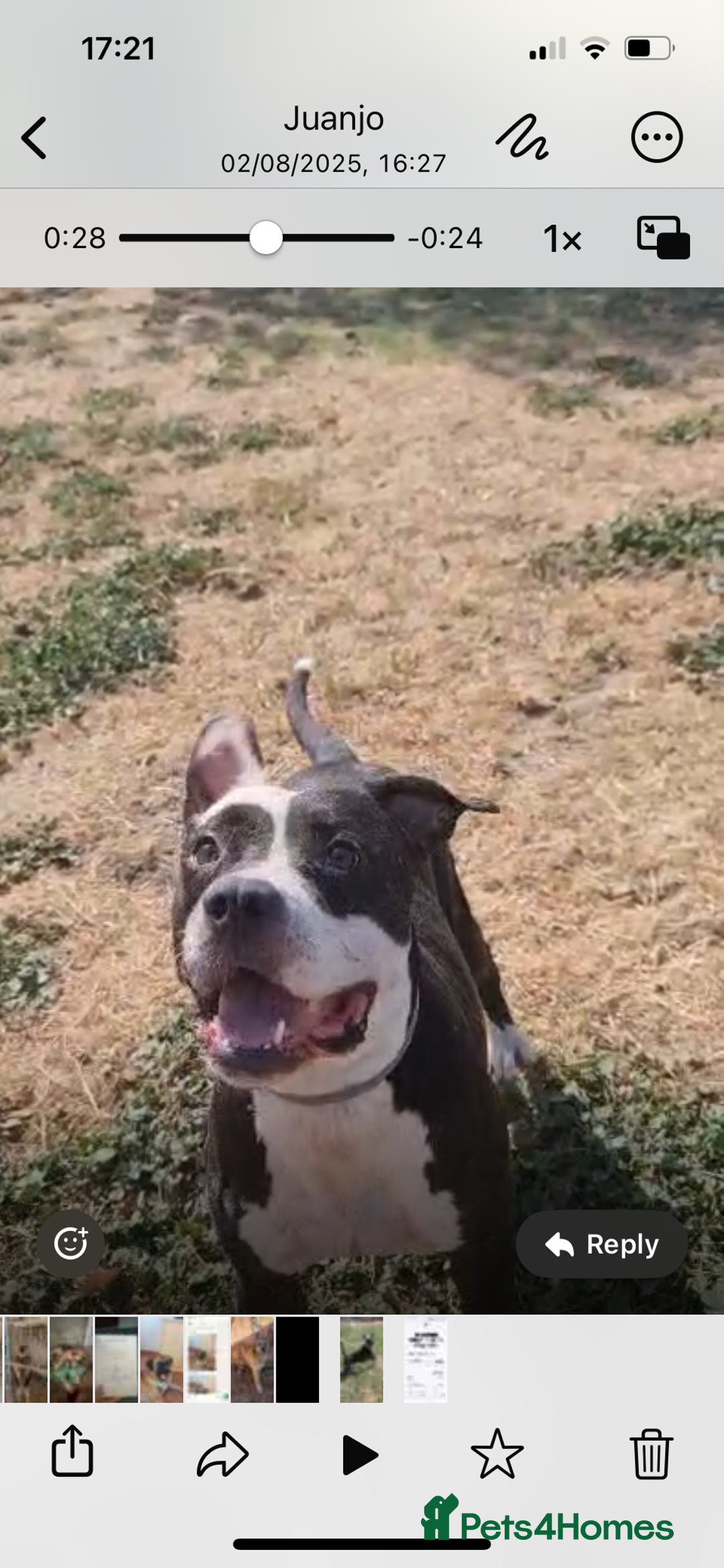 Mixed Breed dogs for adoption: ❤️ HERA the dog with a beautiful heart ❤️ - Image 1