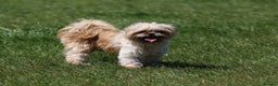 Shih Tzu dogs for stud: Jasper fully KC Registered  in York - Advert 2