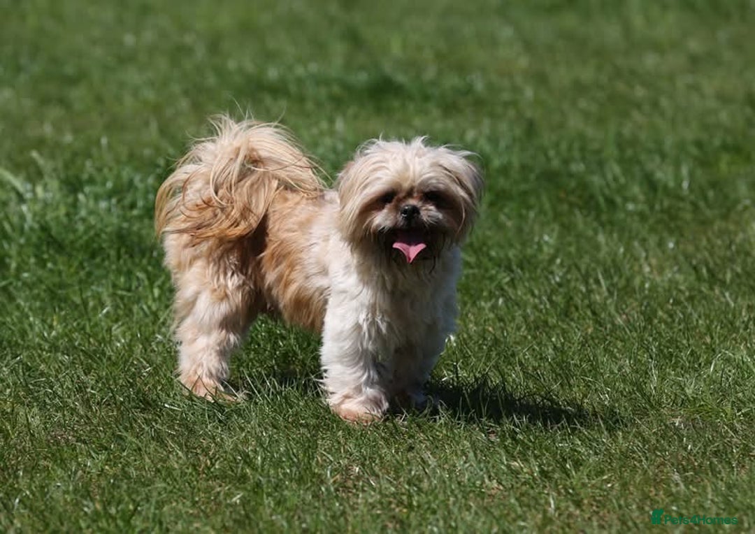 Shih Tzu dogs for stud: Jasper fully KC Registered  in York - Image 2