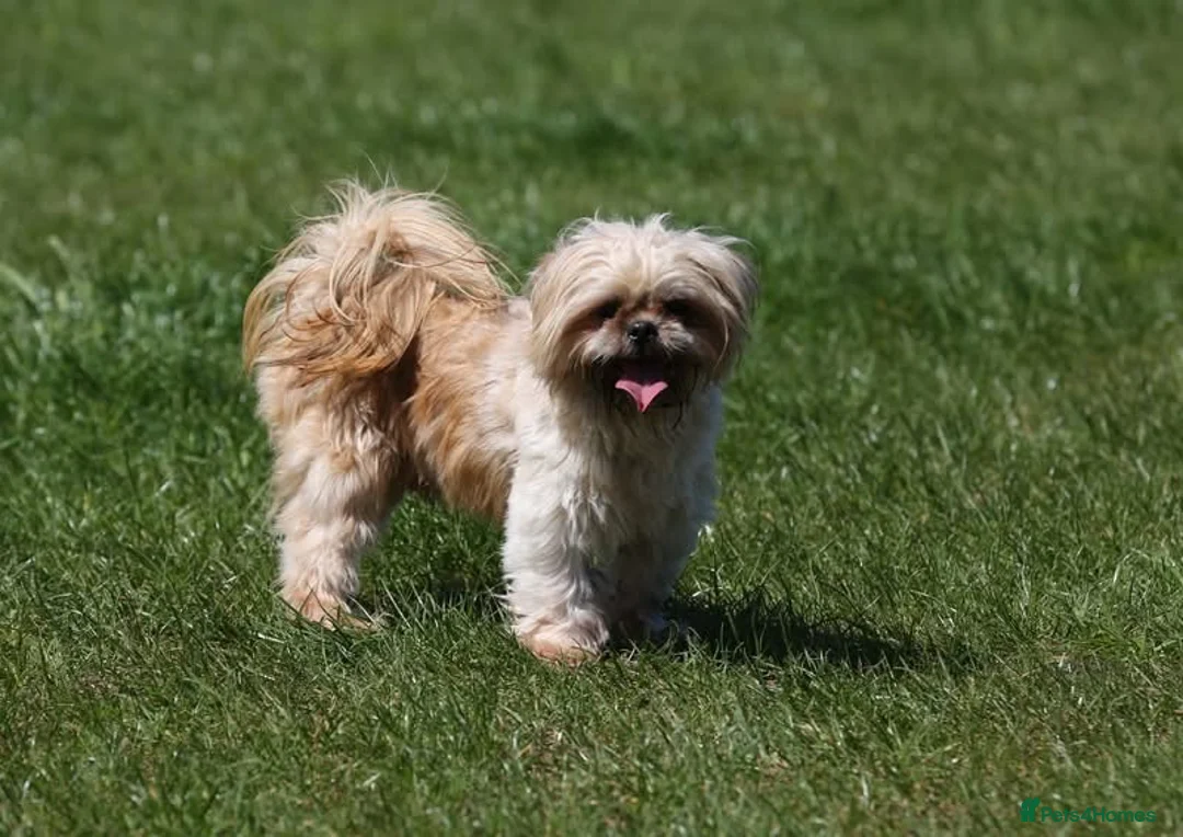 Shih Tzu dogs for stud: Jasper fully KC Registered  in York - Advert 2
