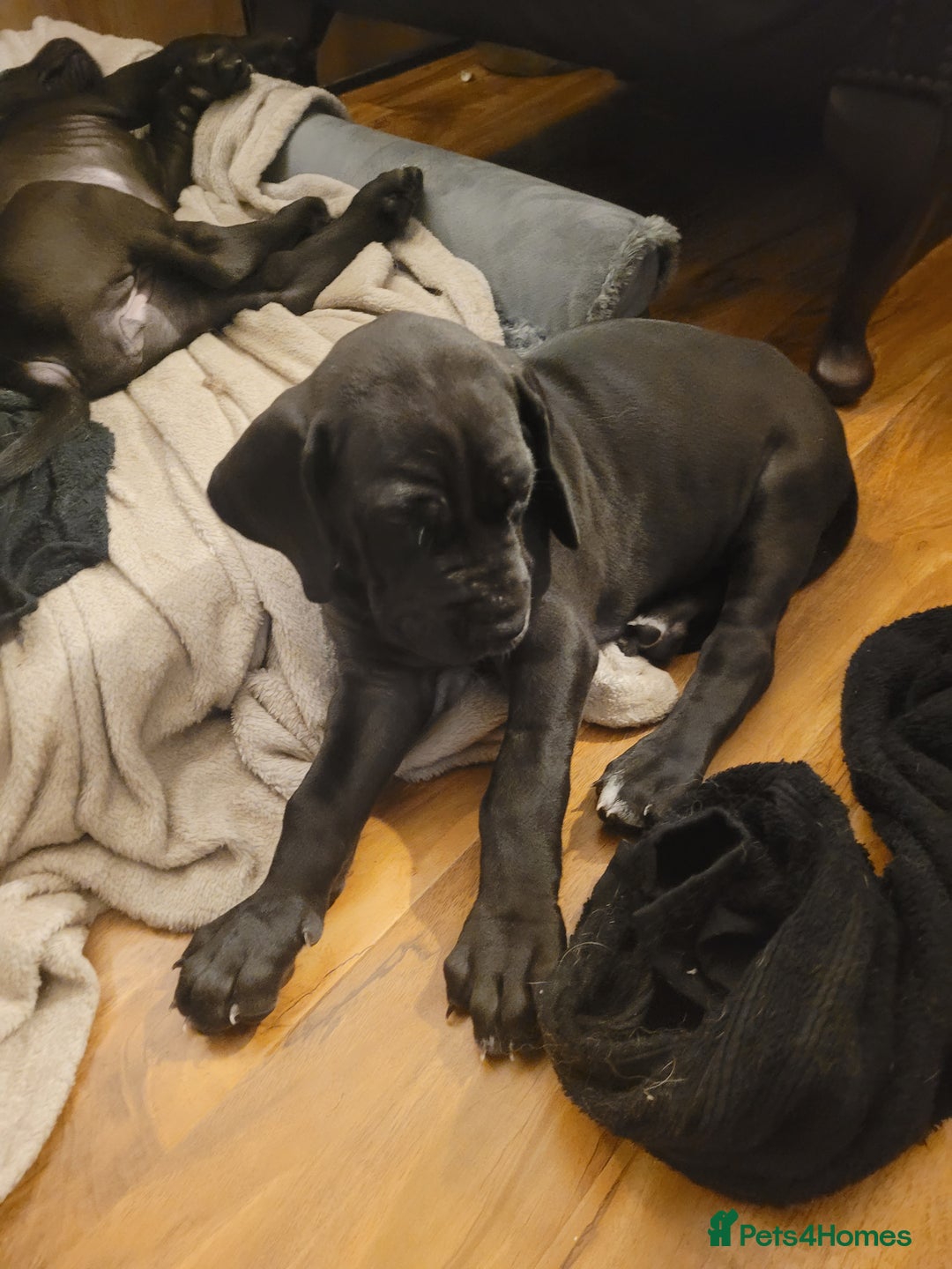 Great Dane dogs for sale: Only 2 beautiful Great Dane girls left. Ready now - Advert 9