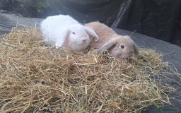 Mini Lop rabbits for sale: Beautiful purebred mini lop eared kits  - Image 5