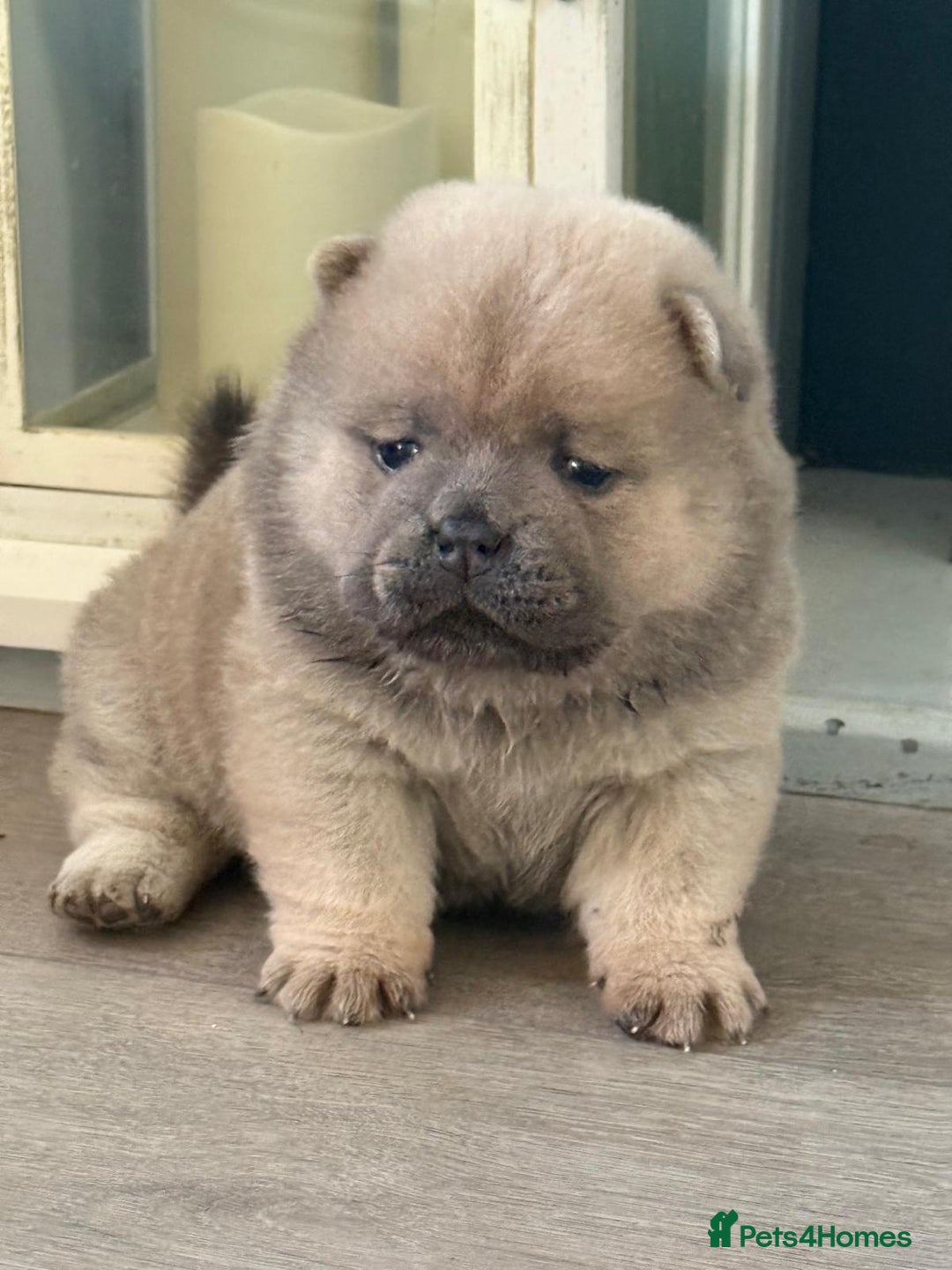 Chow Chow dogs for sale: Quality chow chow pups - Image 19