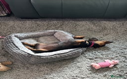 Miniature Dachshund dogs for sale: Minature Dacshund - Image 3