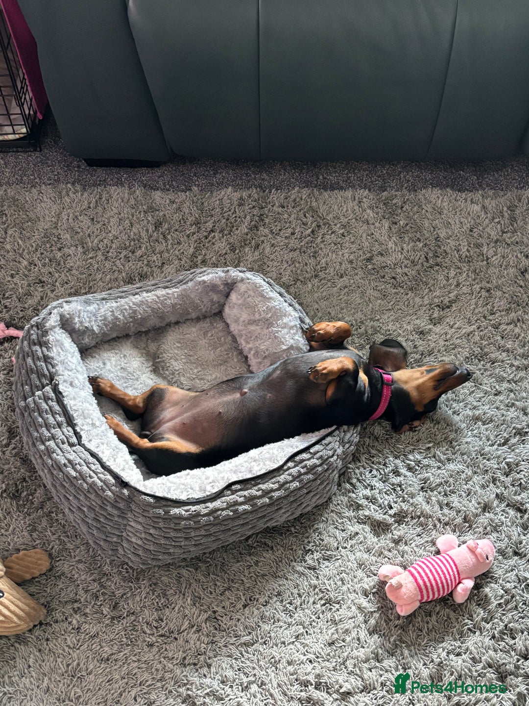 Miniature Dachshund dogs for sale: Minature Dacshund - Image 3
