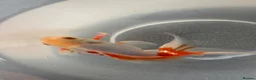 Goldfish fish for sale: Gold Fish cold water Essex in South Ockendon - Advert 3