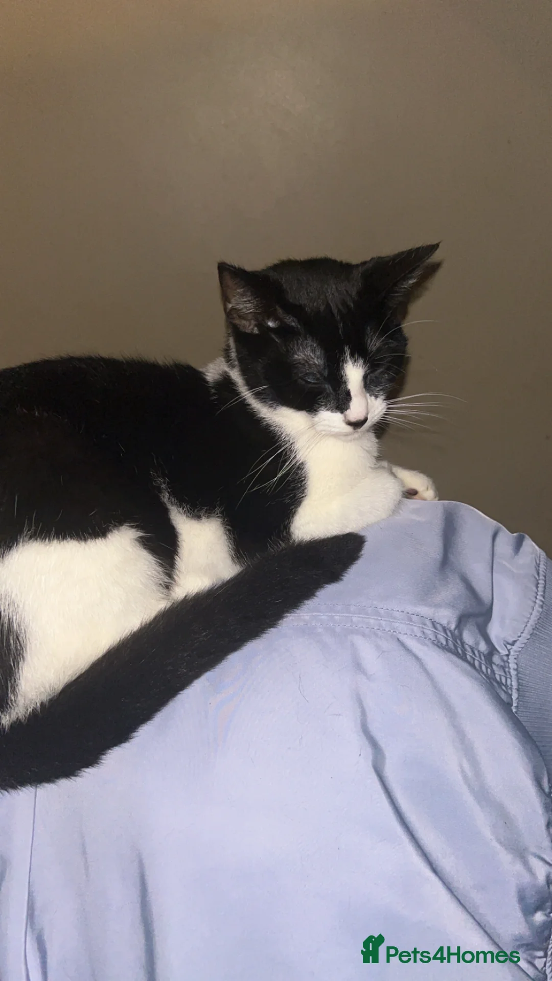 Mixed Breed cats for sale: Beautiful long haired kitten - Advert 1