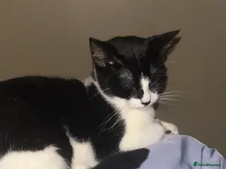 Mixed Breed cats Beautiful long haired kitten - Advert 2