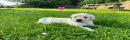 Golden Retriever dogs for sale: KC Registered Golden Retriever puppies in Pencader - Advert 10
