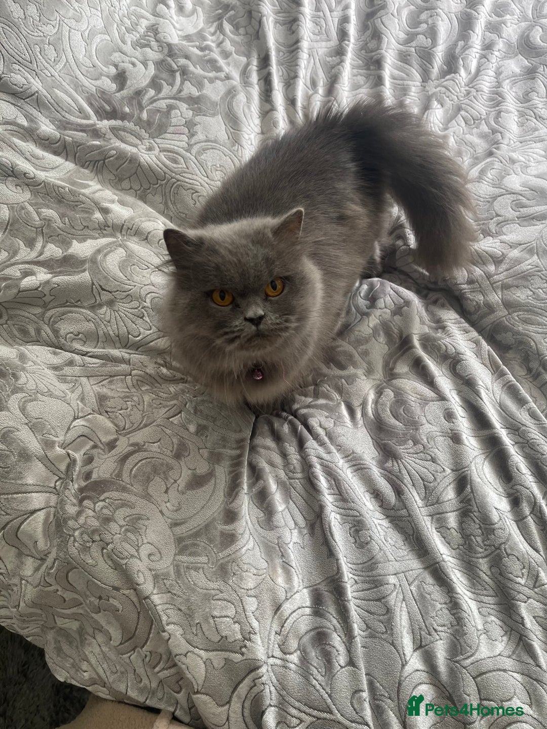 British Longhair cats for sale: Beautiful litter of 5 - Image 7