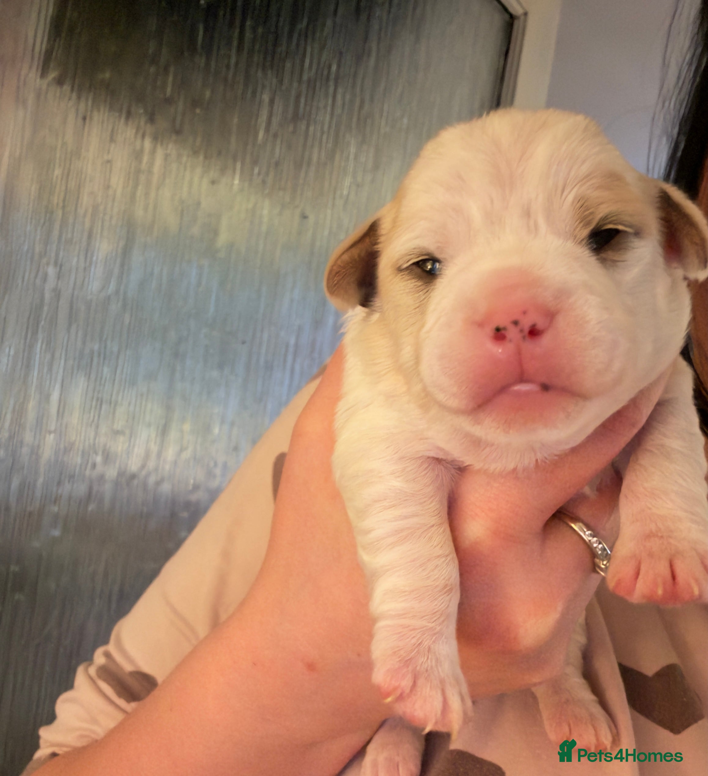 Mixed Breed dogs Shihpoo mix pups - Advert 12