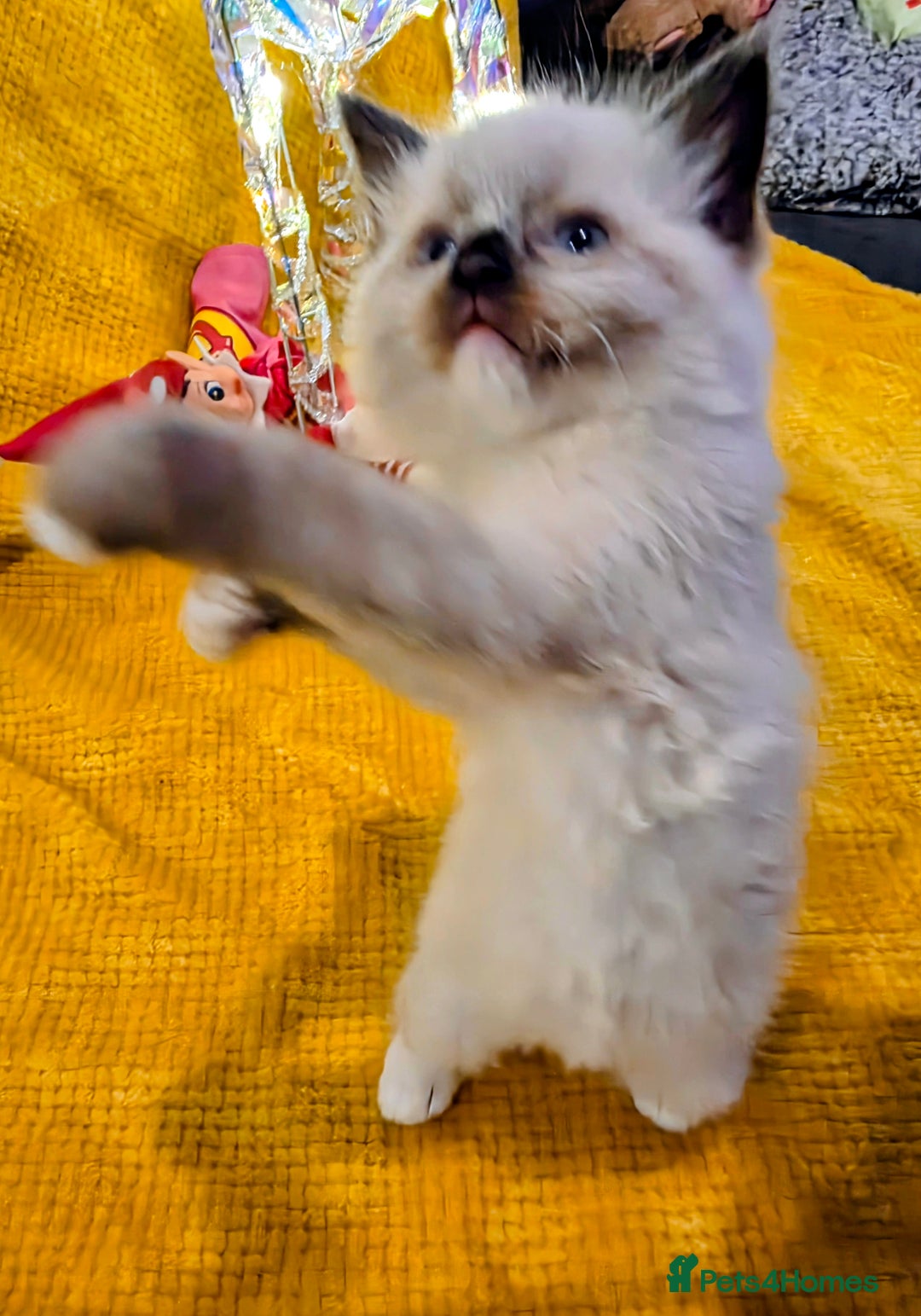 Ragdoll cats for sale: 4 pure ragdolls. 21st of Dec Reservation taken now - Advert 11