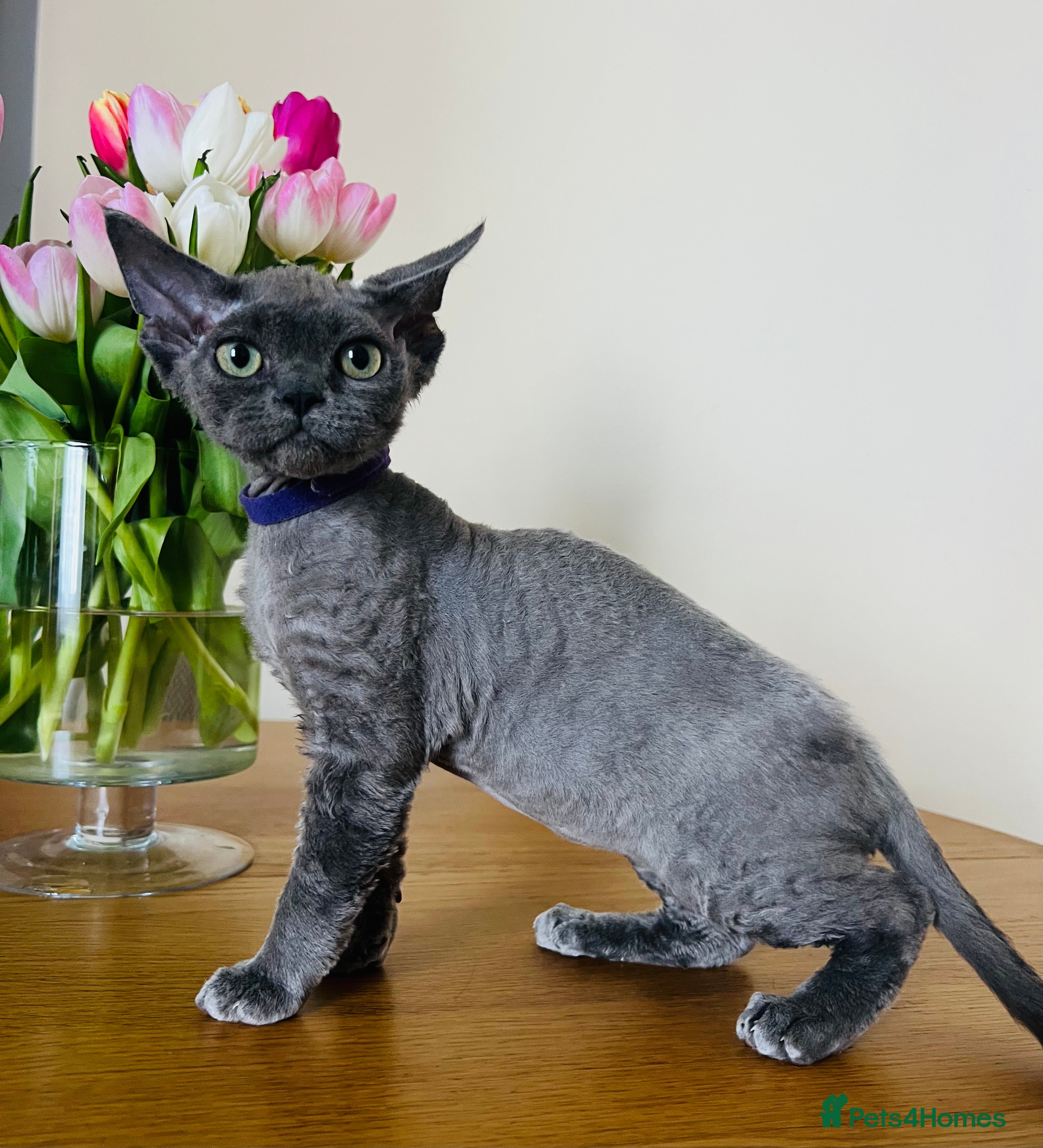 Devon Rex cats Kitten available for new homes - Advert 1