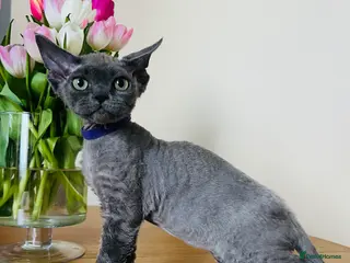 Devon Rex cats Kitten available for new homes - Advert 10