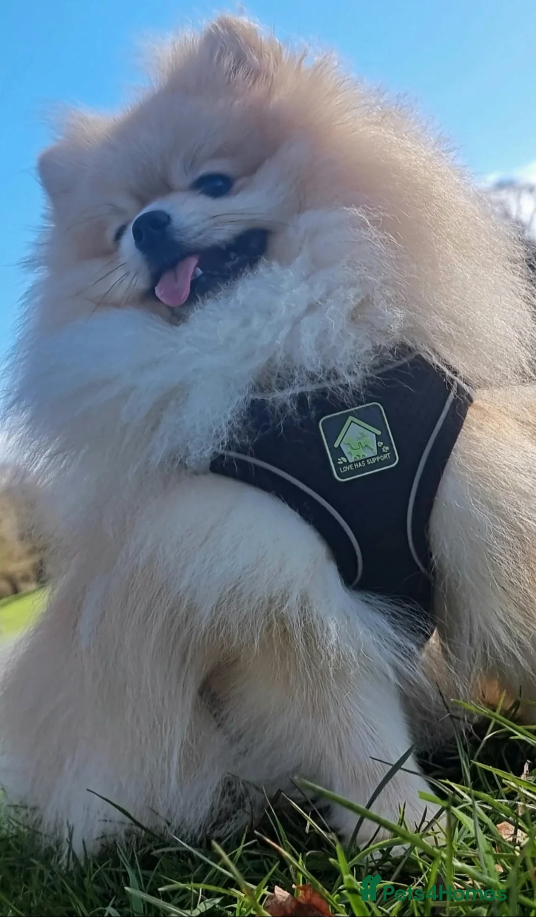 Pomeranian dogs for sale: Pomeranian Joy male in Grimsby - Advert 5