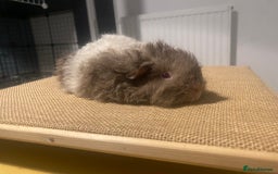 Guinea Pig rodents for sale: Stunning liliac bi texel  - Image 1