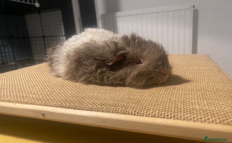 Guinea Pig rodents - Advert 1