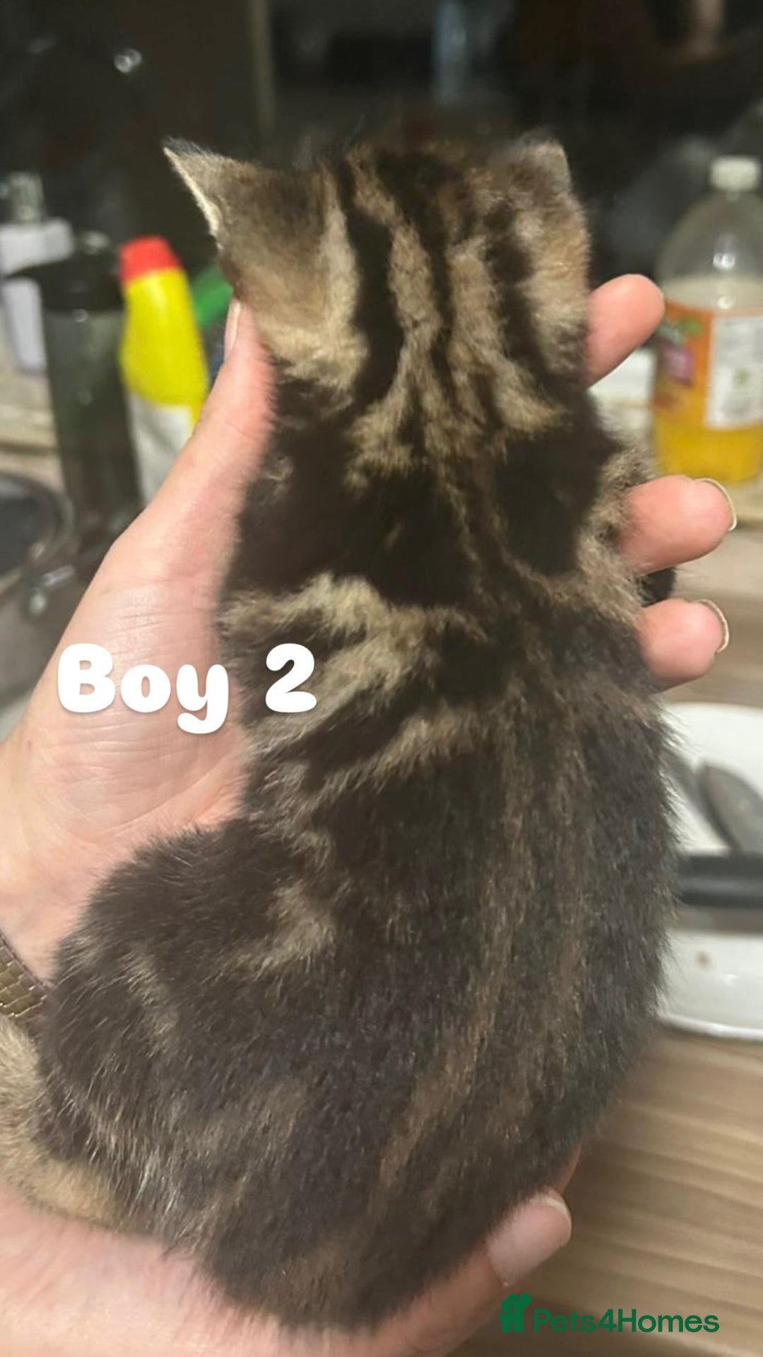 Toyger cats for sale: Stunning half toyger kittens - Image 6