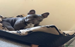 French Bulldog dogs for sale: French bulldog  - Image 2