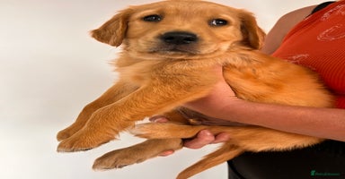 Golden Retriever dogs - Advert 15