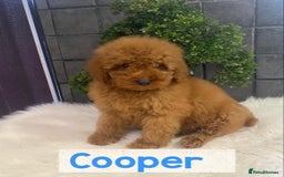 Miniature Poodle dogs for sale: Gorgeous Red Minature Poodles Puppies  - Image 21