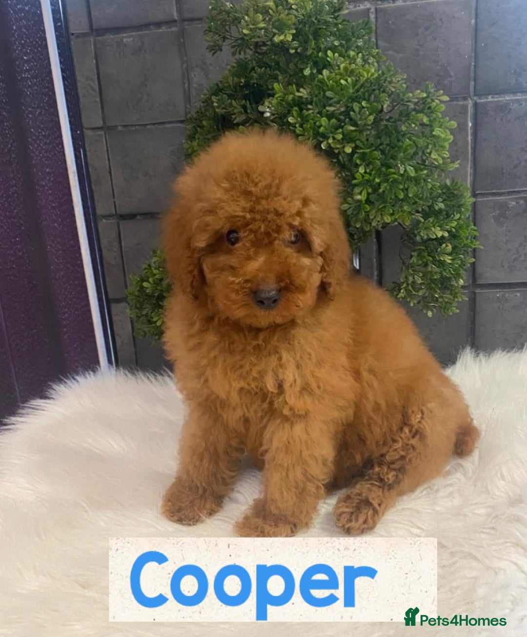 Miniature Poodle dogs for sale: Gorgeous Red Minature Poodles Puppies  - Image 21