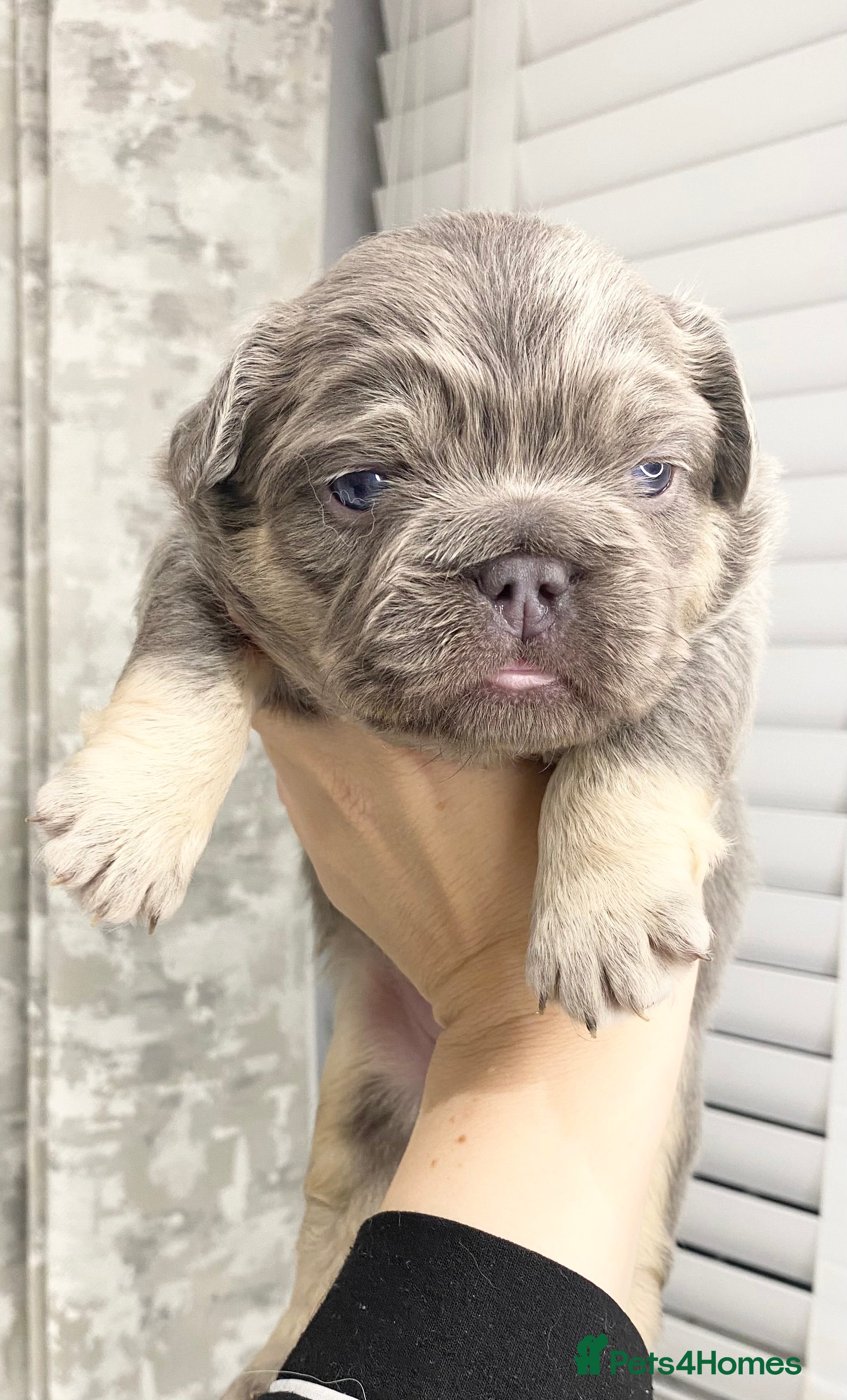 French Bulldog dogs TINY TEDDY BEAR FRENCH BULLDOG PUPS  - Advert 10