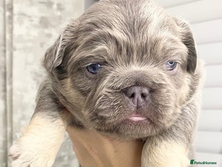 French Bulldog dogs TINY TEDDY BEAR FRENCH BULLDOG PUPS - Advert 10