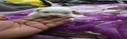 Bichon Frise dogs for sale: Small puppy for sale  - Advert 22