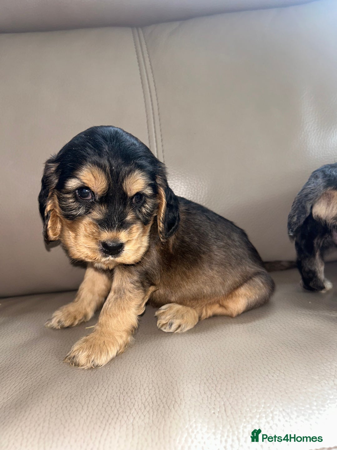 Cocker Spaniel dogs for sale: Kc reg show type cocker spaniels  - Image 2