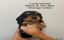 Miniature Dachshund dogs for sale: Beautiful Miniature Dachshund Puppies  - Image 4