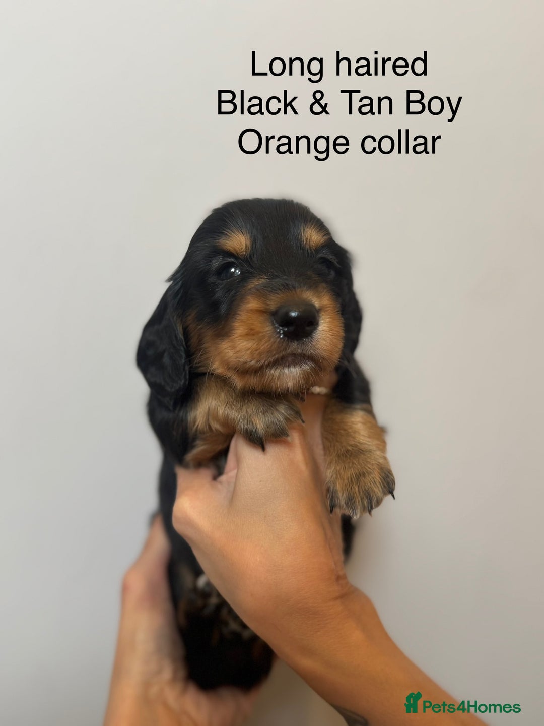 Miniature Dachshund dogs for sale: Beautiful Miniature Dachshund Puppies  - Image 4