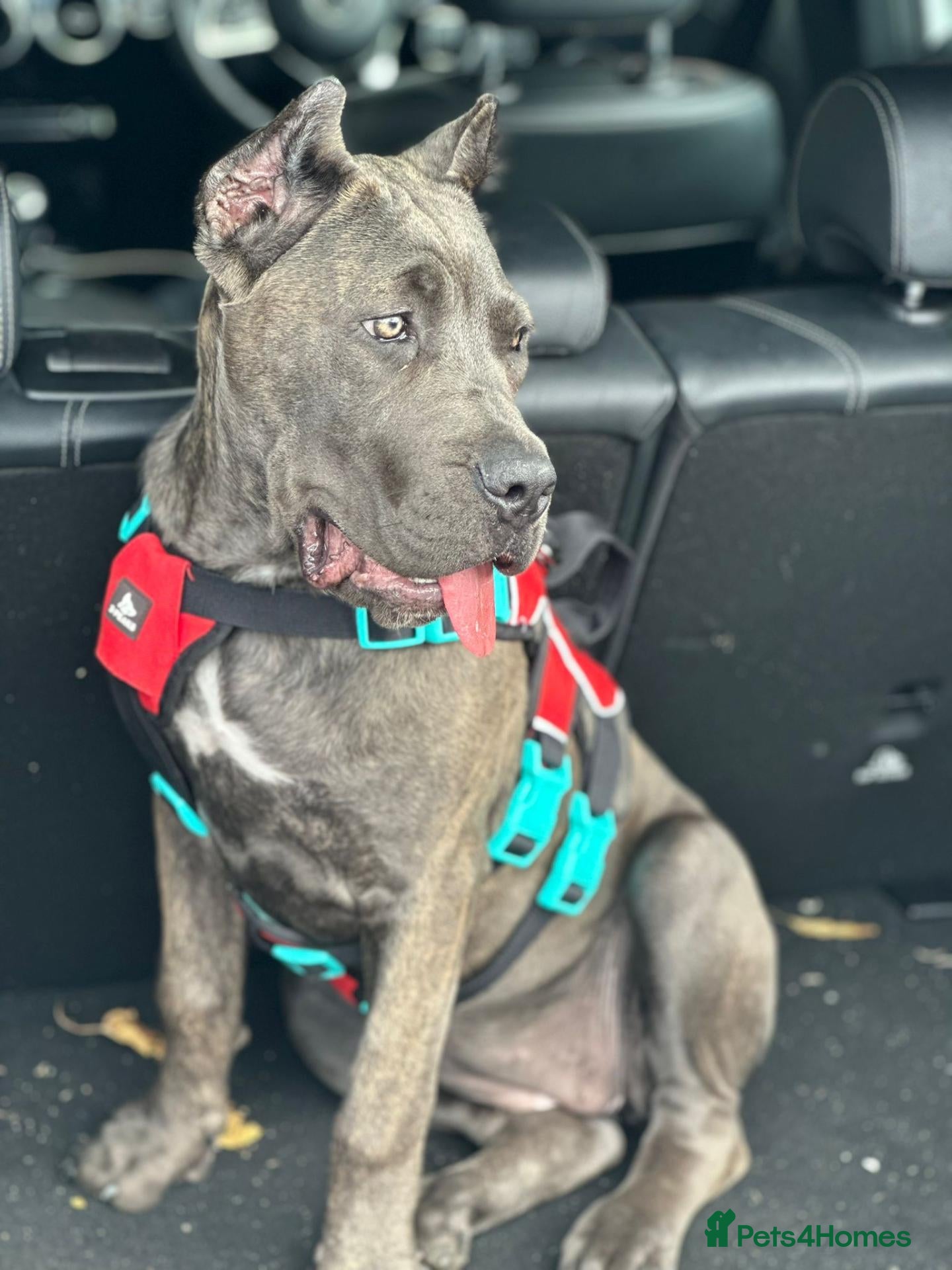Cane Corso dogs for sale: Titan  - Advert 1