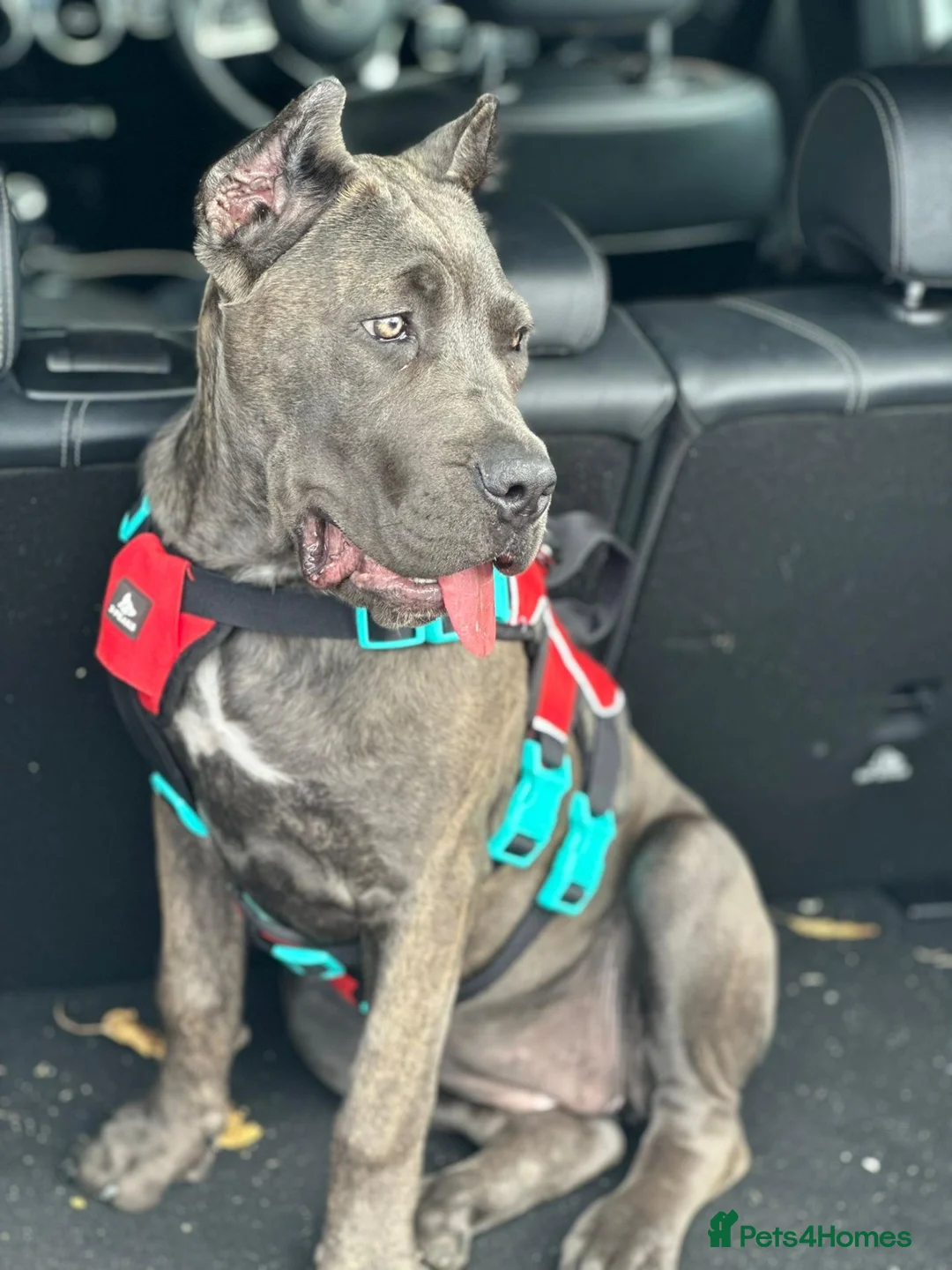 Cane Corso dogs for sale: Titan  in Ashford - Advert 1