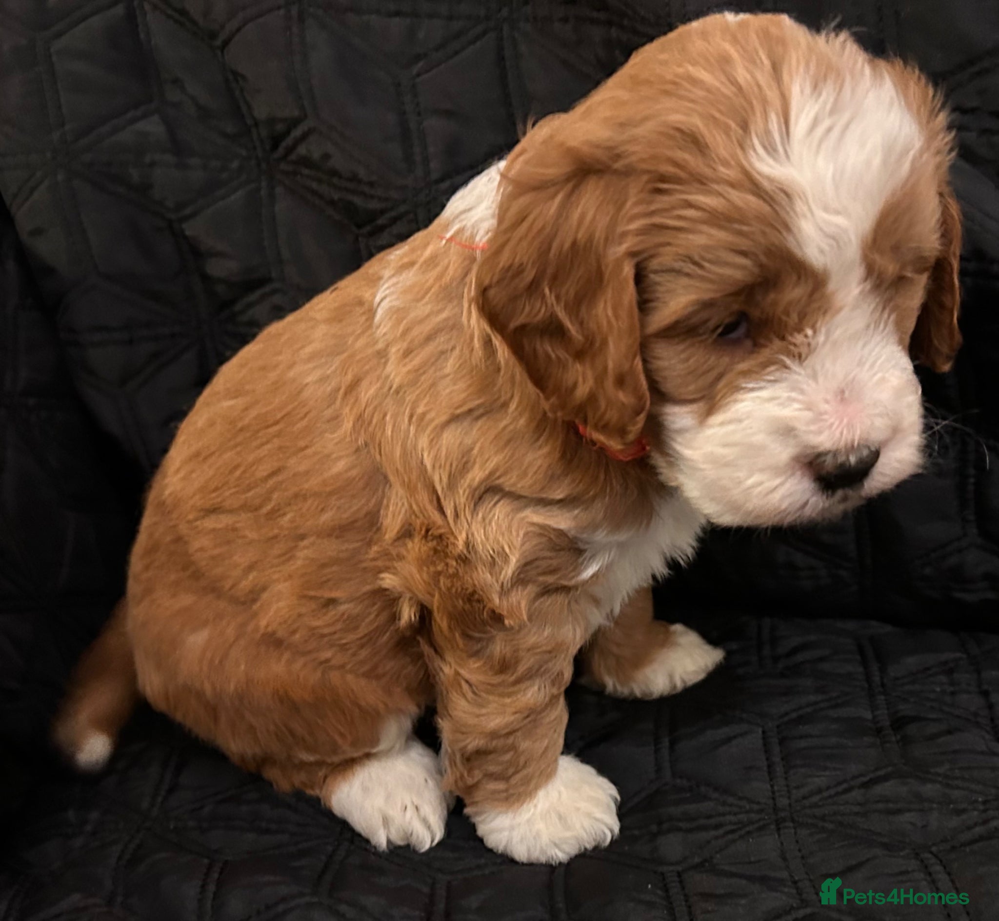 Cockapoo dogs STUNNING RED F1 HEALTH CHECKED COCKAPOOS - Advert 1