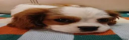 Cavalier King Charles Spaniel dogs for sale: Handsome Cavalier King Charles Spaniel Puppies  - Advert 5