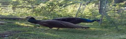 Peafowl poultry for sale: Two Pairs Of Peafowl For Sale in Bacup - Advert 3