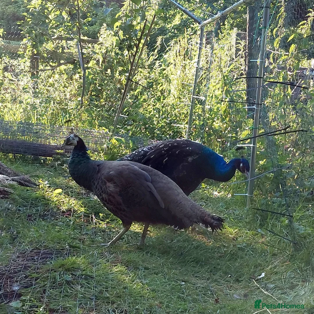 Peafowl poultry for sale: Two Pairs Of Peafowl For Sale in Bacup - Advert 3