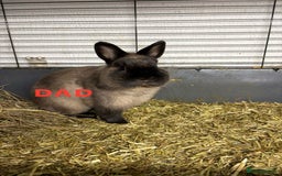 Netherland Dwarf rabbits for sale: * READY NOW x 3 x NETHERLAND DWARF BUNNIES 🐰 🏡 * - Image 9