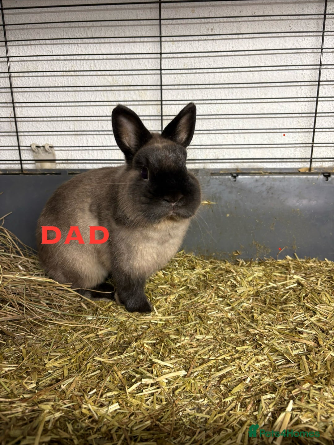 Netherland Dwarf rabbits for sale: * READY NOW x 3 x NETHERLAND DWARF BUNNIES 🐰 🏡 * - Image 9